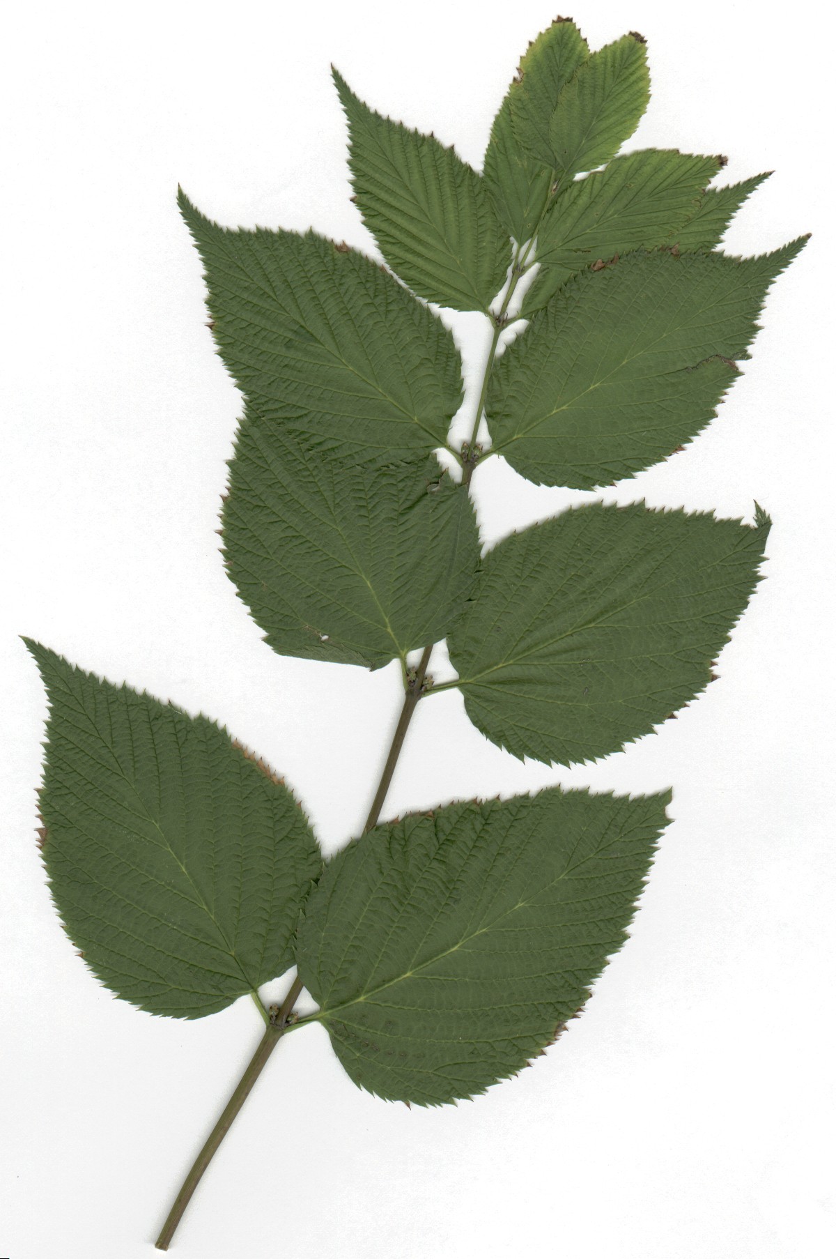 plants-to-identify